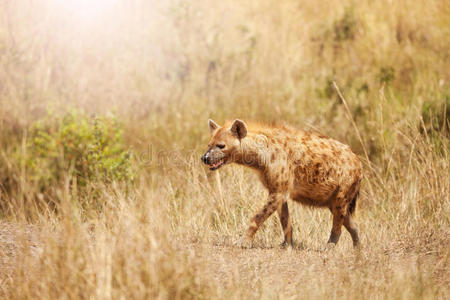 马赛 危险的 水坝 宗派 生态学 肯尼亚 毛皮 狩猎 斑鬣狗