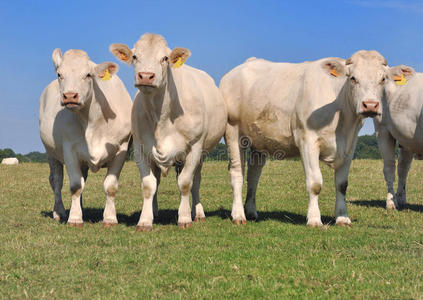 动物 夏天 奶牛 牧场 农业 草地 乡村 农场 牲畜