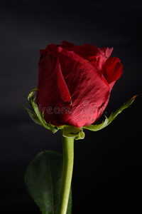 美丽的红色玫瑰与黑色背景的强烈对比。 德拉