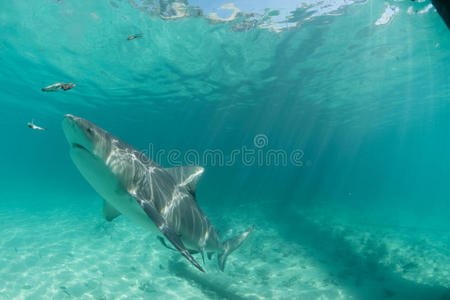 巴哈马的锤头鲨