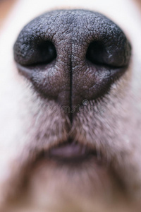 小猎犬鼻子的特写