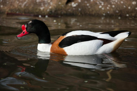 普通雪鸭(tadornatadorna).照片