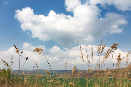 云景 天空 太阳 全麦 自然 农业 地平线 黎明 小麦 醇厚