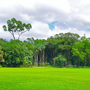 牧场 地平线 森林 乡村 国家 自然 土地 风景 农场 公园