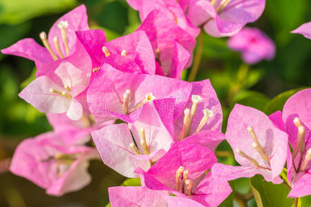 美丽的 紫色 软的 植物 颜色 粉红色 开花 春天 三角梅