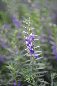 芳香 开花 美丽的 法国 紫色 香水 紫罗兰 植物 颜色