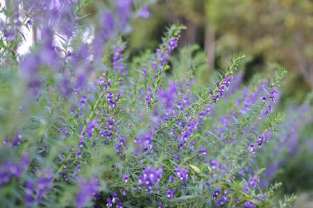 领域 季节 夏天 法国 草本植物 集中 植物 花园 颜色