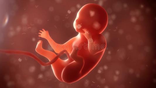 出生的胚胎期照片