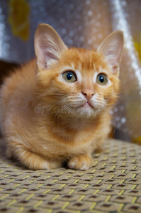 特写红色小猫抬头看