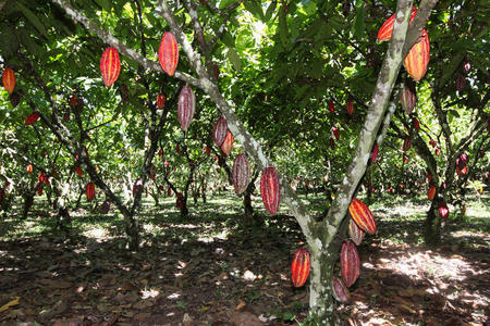 橙色种植园可可种植园的景色照片