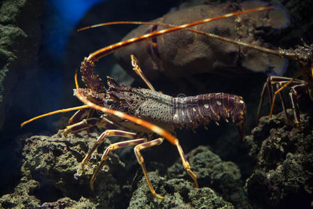 普通刺龙虾(棕榈科).照片