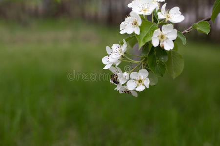 花园里盛开的苹果树树枝