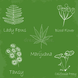 加利福尼亚 香料 花的 绘画 插图 开花 自然 烹饪 植物