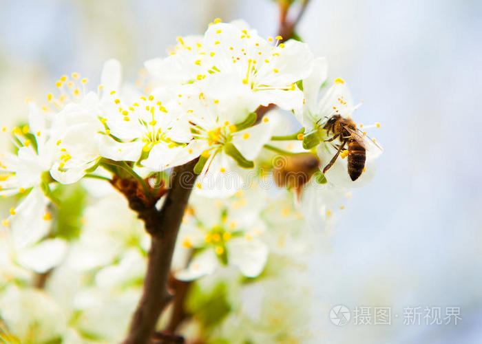 投票 盛开 花的 美丽的 四月 植物 生活 苹果 梅子 养蜂