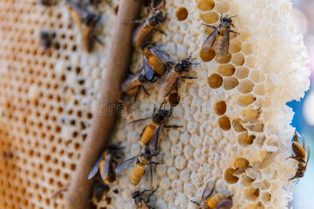 农场 梳子 养蜂场 六角形 填满 农业 蜂巢 原料药 食物
