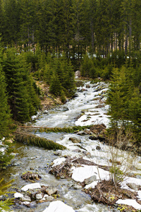 阿尔卑斯山 公园 美女 环境 自然 旅行 威尔登 森林 美丽的