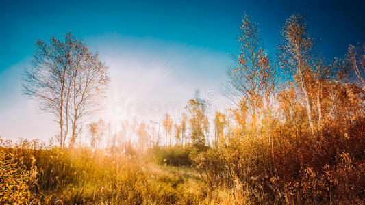 场景 美丽的 全景图 木材 天空 日落 射线 日出 自然