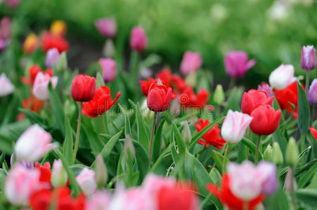 花束 开花 生日 庆祝 美丽的 花的 颜色 花园 领域 纳图