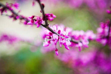 花春紫背景枝