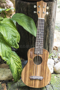 娱乐 人们 加强板 花园 夏威夷 模糊 四弦琴 吉他 声音