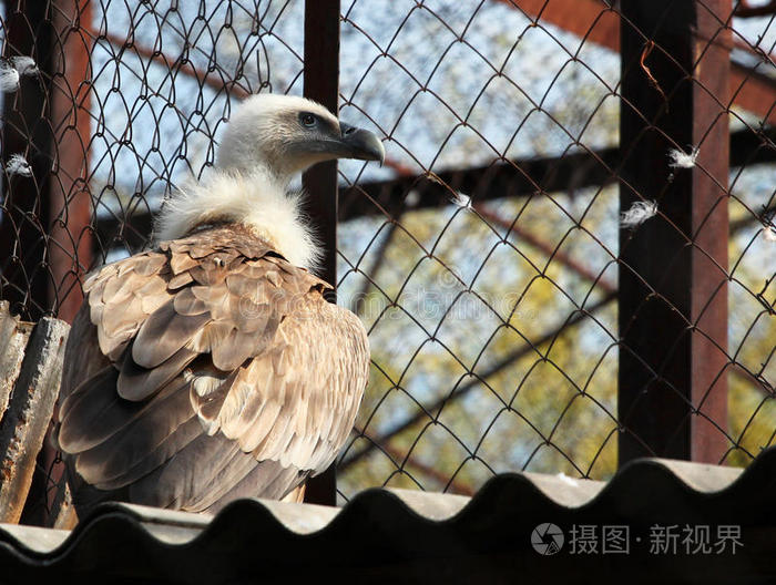 格里芬秃鹫gyps fulvus在动物园里