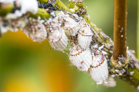 收获 体育课 温室 草坪 控制 蘑菇 昆虫 露水 花园 寄生虫