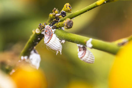 蚜虫 蜂蜜 破坏 缺陷 露水 花园 发霉 温室 柑橘 体育课
