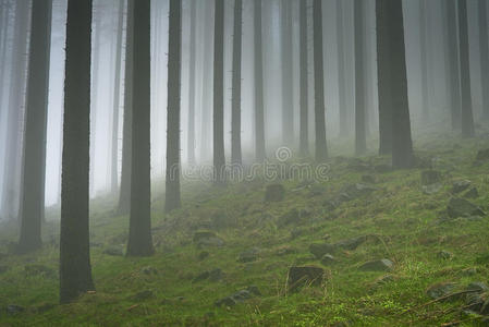 部落 春天 云杉 林地 松木 高的 环境 风景 自然 树叶