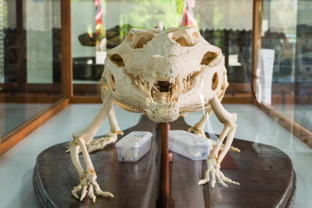 鳄鱼骨架在宫山吉库或怪物山地狱照片