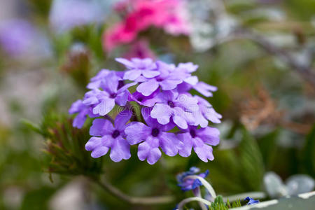 开花 美丽的 丁香花 特写镜头 波基 植物 紫色 模糊 盛开