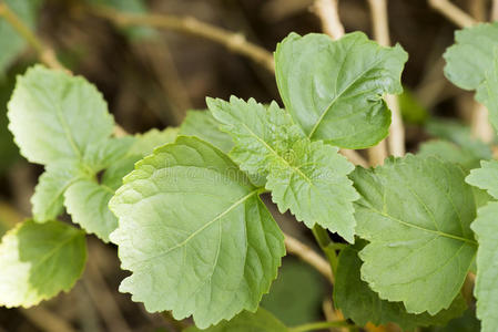 藿香正气水图片 藿香正气水素材 藿香正气水插画 摄图新视界