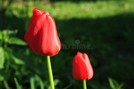 春天花园里的郁金香花