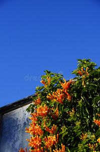 玫瑰 园艺 自然 花园 天空 百合花