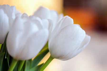 四月 庆祝 特写镜头 开花 自然 颜色 母亲 复活节 花瓣