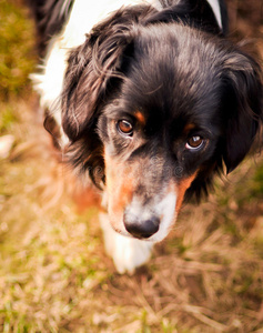 藤条 花园 犬科动物 可爱的 有趣的 公园 繁殖 头发 自然