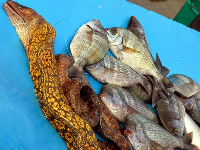 晚餐 烹饪 特写镜头 抓住 动物 鳗鱼 美味的 自然 面包