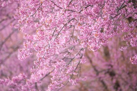 盛开 植物 风景 漂亮的 日本 乡村 日本人 自然 粉红色