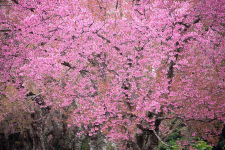 风景 美女 乡村 开花 日本 植物区系 喜马拉雅山脉 盛开