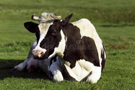 在乌克兰村庄的草地背景上的牛