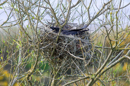 在绳子上的鸟腐肉乌鸦(corvuscorone)在棍子和绳子的巢上照片