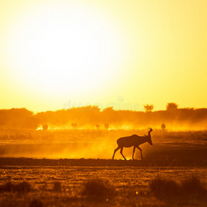 非洲日落黑斑羚