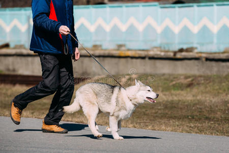 人类 有趣的 阿拉斯加 肖像 可爱的 哈士奇 犬科动物 西伯利亚