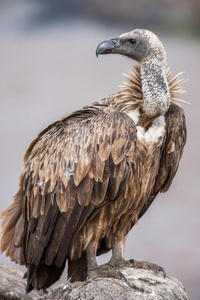 羽毛 猎物 马赛 特写镜头 玛拉 猛禽 捕食者 面对 肯尼亚