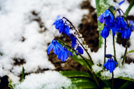 雪中的铃铛。 花和雪