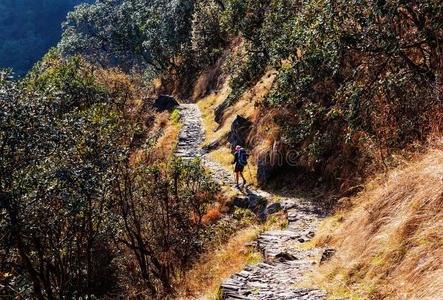 森林 背包 旅行 健康 亚洲 自然 冒险 喜马拉雅山 徒步旅行