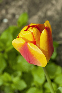 郁金香在春天开花的特写