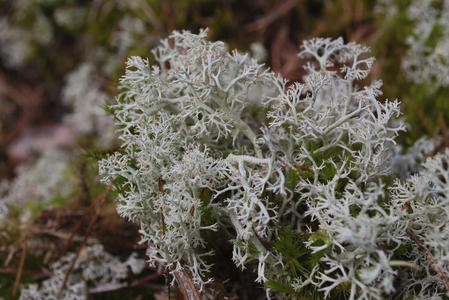 北极地衣图片