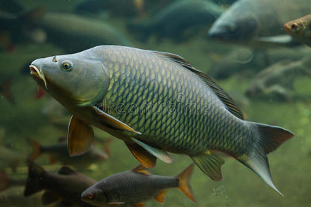 鲤科 鲤鱼 动物群 游泳 鱼类 亚洲 动物 食物 水下 鲤形目