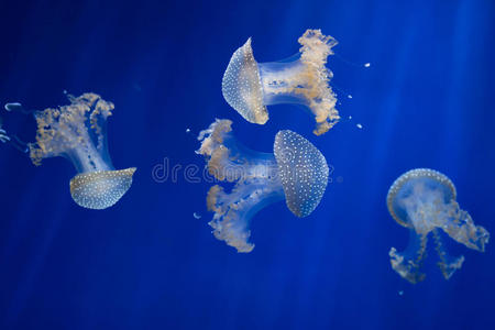 暗礁 海的 点刺 水族馆 叶根 障碍 果冻 太平洋 印第安人