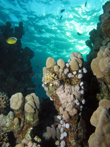 水肺 海的 暗礁 埃及 潜水 场景 珊瑚 水下